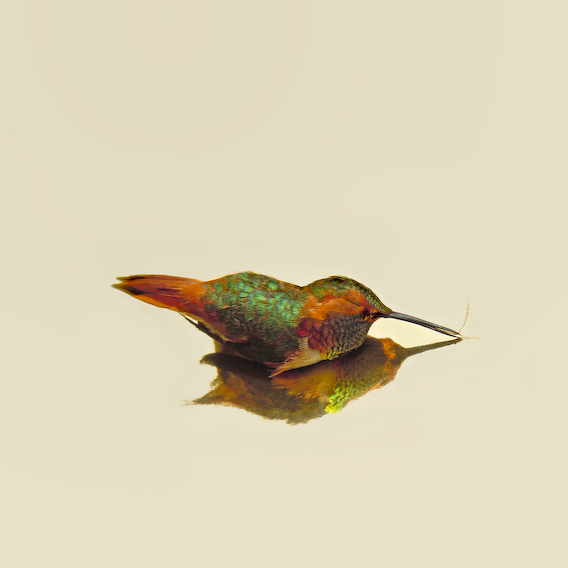 allen's hummingbird, exquisite corpse series, by Naomi Pitcairn