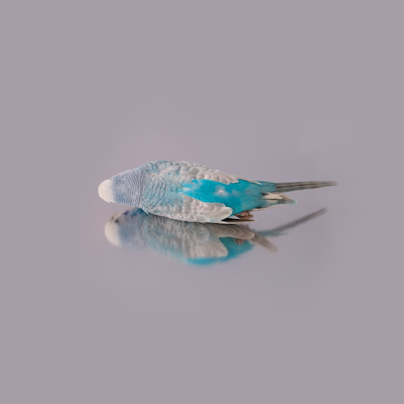 budgerigar, exquisite corpse series, by Naomi Pitcairn