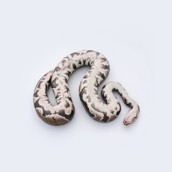 ball python, exquisite corpse series, by Naomi Pitcairn