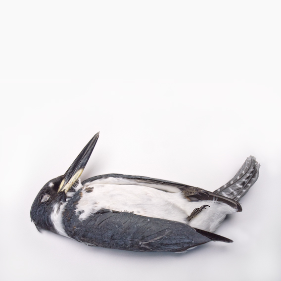 belted kingfisher, exquisite corpse series, by Naomi Pitcairn