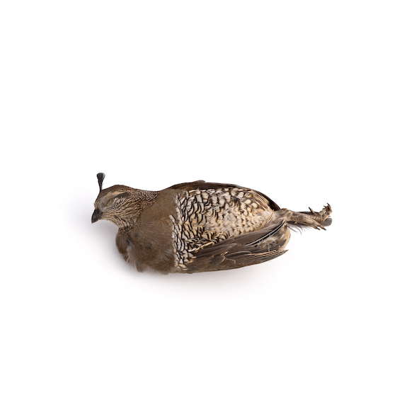 california quail, exquisite corpse series, by Naomi Pitcairn