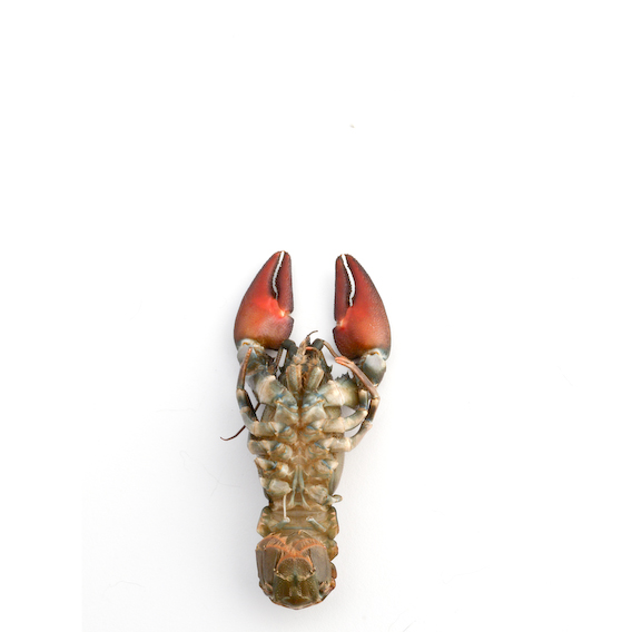 crawfish, exquisite corpse series, by Naomi Pitcairn