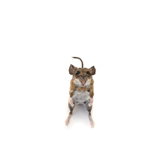 deer mouse, exquisite corpse series, by Naomi Pitcairn