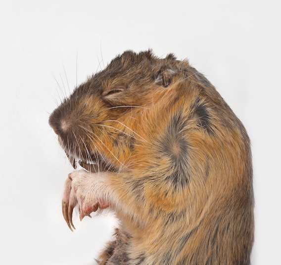 pocket gopher, exquisite corpse series, by Naomi Pitcairn