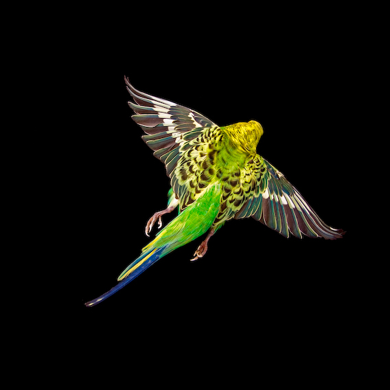 green budgerigar, exquisite corpse series, by Naomi Pitcairn