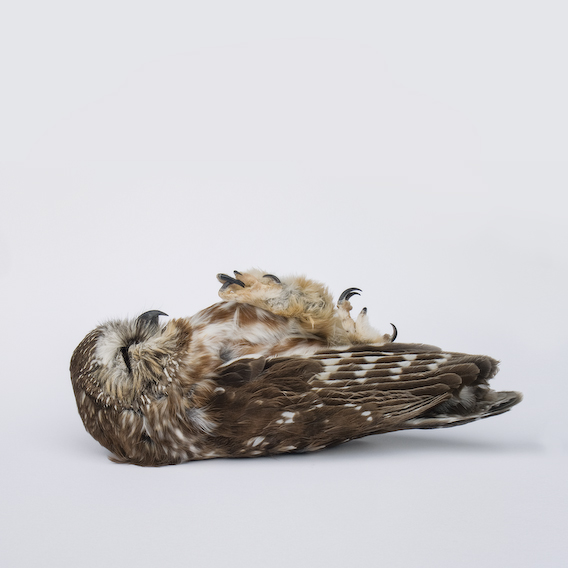 saw whet owl, exquisite corpse series, by Naomi Pitcairn