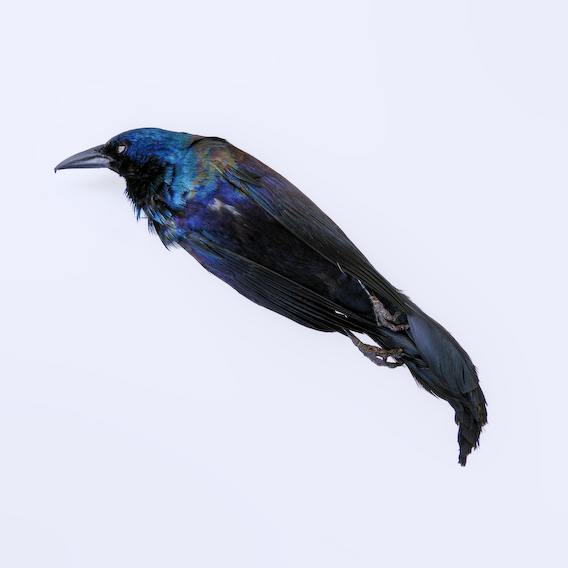 grackle, exquisite corpse series, by Naomi Pitcairn