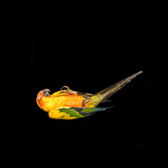 sun conure, exquisite corpse series, by Naomi Pitcairn