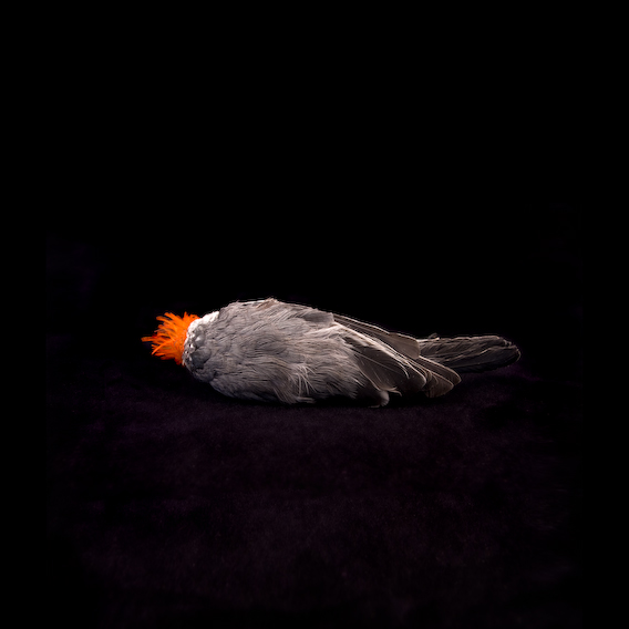 unidentified finch, exquisite corpse series, by Naomi Pitcairn