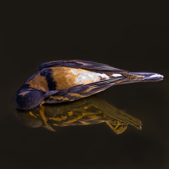 varied thrush, exquisite corpse series, by Naomi Pitcairn